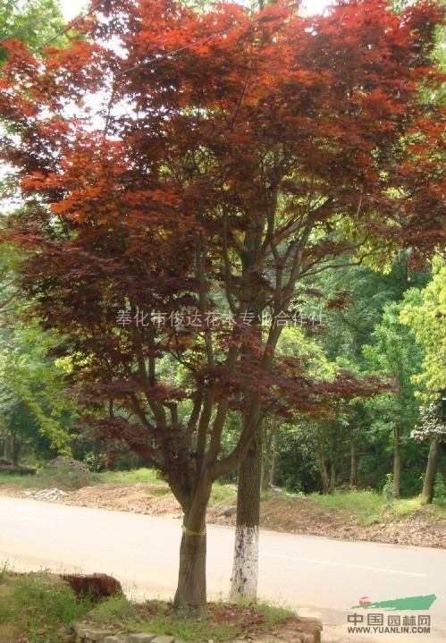 紅楓 紅楓林 供應(yīng)各種規(guī)格紅楓 紅葉李 董村桂 紅豆杉