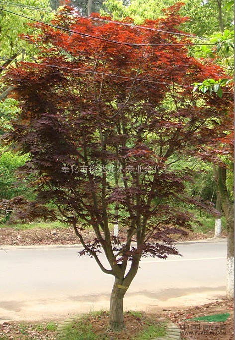 紅楓 紅楓林 供應(yīng)各種規(guī)格紅楓 紅葉李 董村桂 紅豆杉