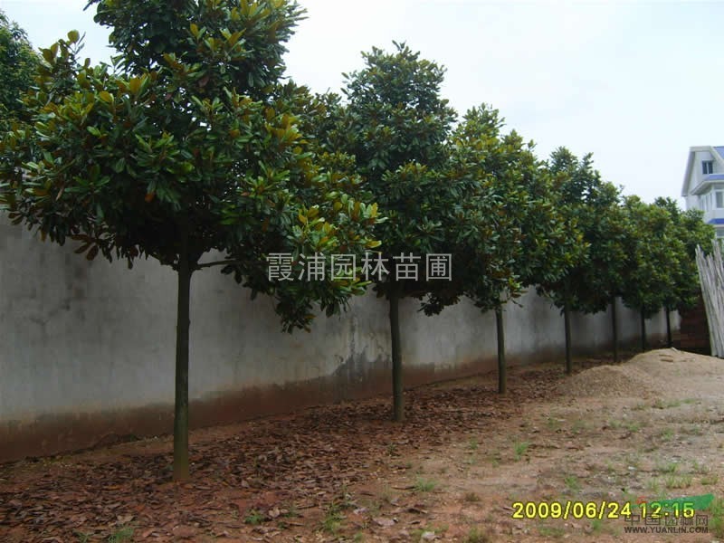 提供廣玉蘭圖片 廣玉蘭價(jià)格的相關(guān)信息查詢 