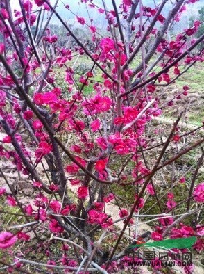 紅梅 紅梅林 供應(yīng)各種規(guī)格紅梅 特價紅梅 月月桂 羅漢松 