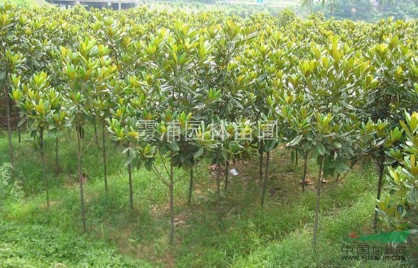江蘇廣玉蘭苗木基地提供最新的廣玉蘭價(jià)格 求購(gòu)小廣玉蘭價(jià)格信息