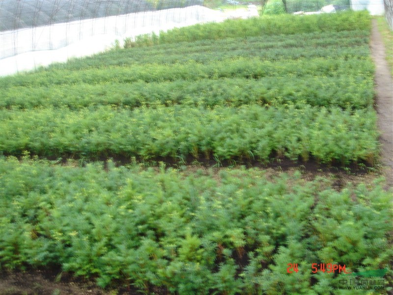 東北紅豆杉4最新價格/東北紅豆杉4報價