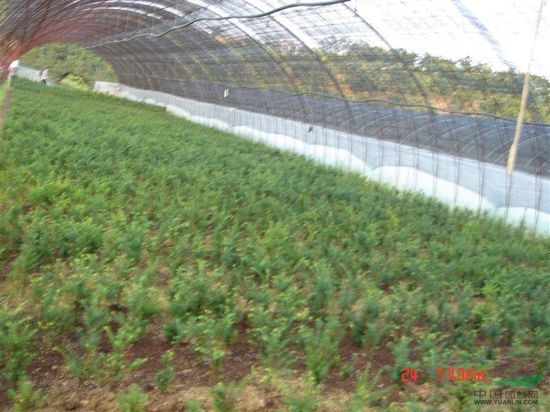 東北紅豆杉4最新價格/東北紅豆杉4報價