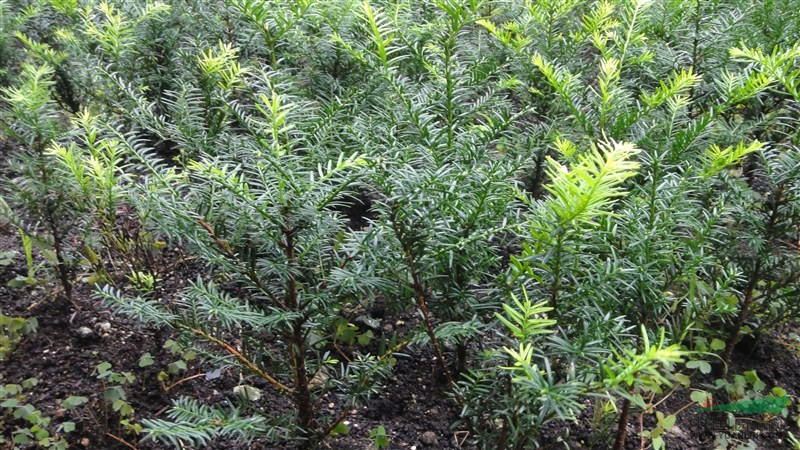 東北紅豆杉苗1最新價格/東北紅豆杉苗1報價