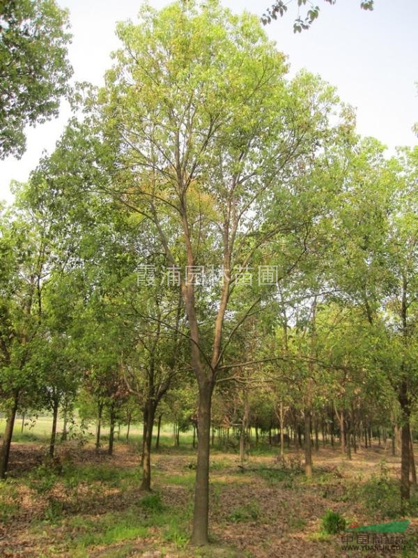 2015年香樟樹(shù)價(jià)格表 8公分香樟價(jià)格動(dòng)態(tài)  6公分香樟價(jià)格