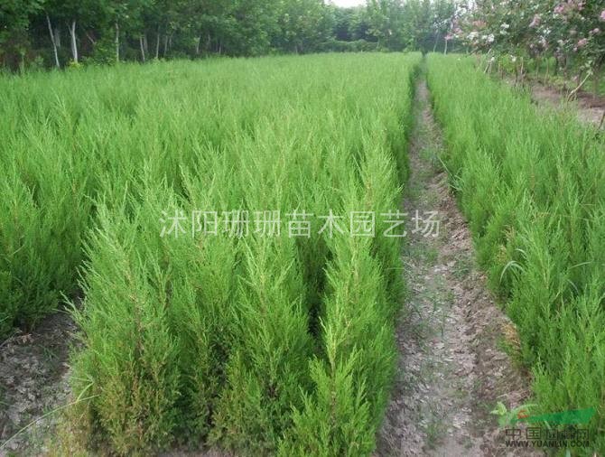 種苗大戶批售80高蜀檜.90高蜀檜.1米蜀檜