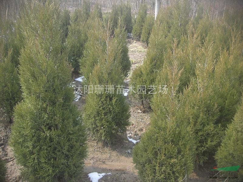 種苗大戶批售80高蜀檜.90高蜀檜.1米蜀檜