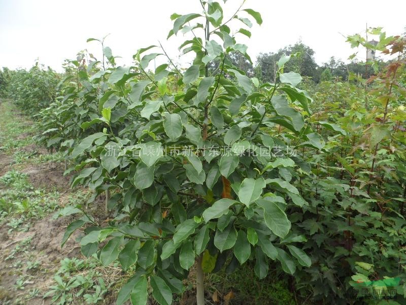 低價(jià)供應(yīng)樂昌含笑芽苗