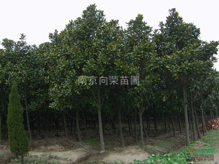 湯泉12公分廣玉蘭最便宜多少錢？哪里能買到最便宜的廣玉蘭價(jià)格