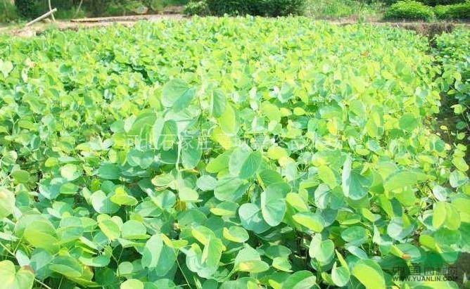 紫荊/河北紫荊/石家莊紫荊