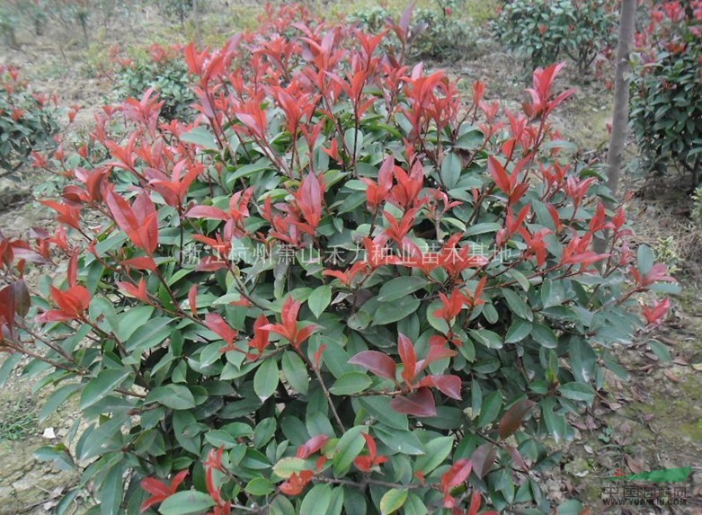浙江紅葉石楠球供應(yīng) 出售浙江蕭山紅葉石楠球 紅葉石楠園林用途