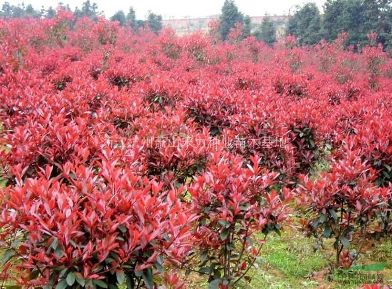 浙江紅葉石楠球供應(yīng) 出售浙江蕭山紅葉石楠球 紅葉石楠園林用途