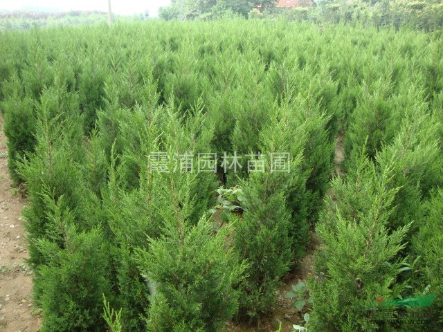 湯泉最便宜的蜀檜價(jià)格是多少？3米5的蜀檜價(jià)格銷售行情怎樣？