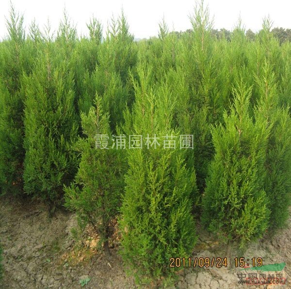 1米5的蜀檜價格銷售行情怎樣？湯泉最便宜的蜀檜價格是多少？