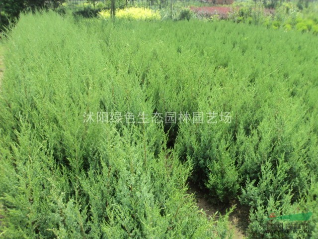 蜀檜，自產(chǎn)蜀檜，蜀檜價(jià)格，小蜀檜
