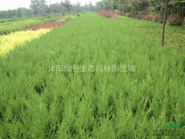 蜀檜，自產(chǎn)蜀檜，蜀檜價(jià)格，小蜀檜