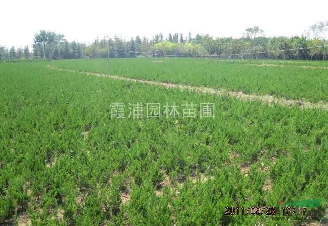 2015年蜀檜小苗價格表 蜀檜樹苗價格動態(tài) 4.5米蜀檜價格