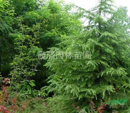 江蘇南京大型雪松基地提供雪松價(jià)格 樹(shù)形好的雪松價(jià)格 規(guī)格齊全