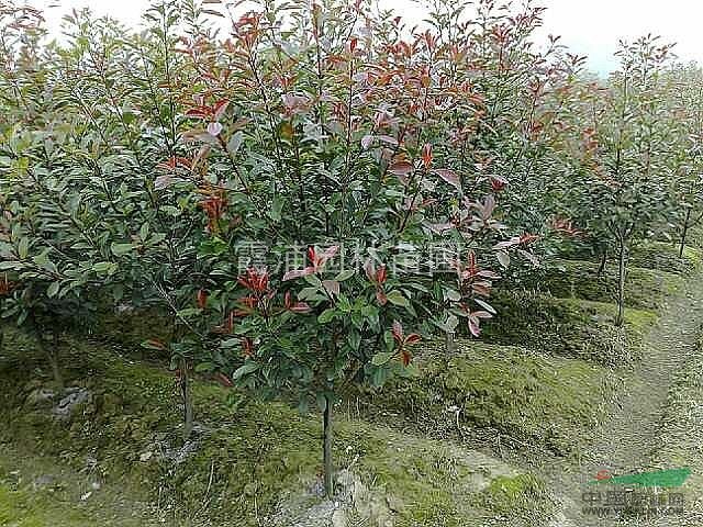 南京哪里單桿紅葉石楠價格最便宜？