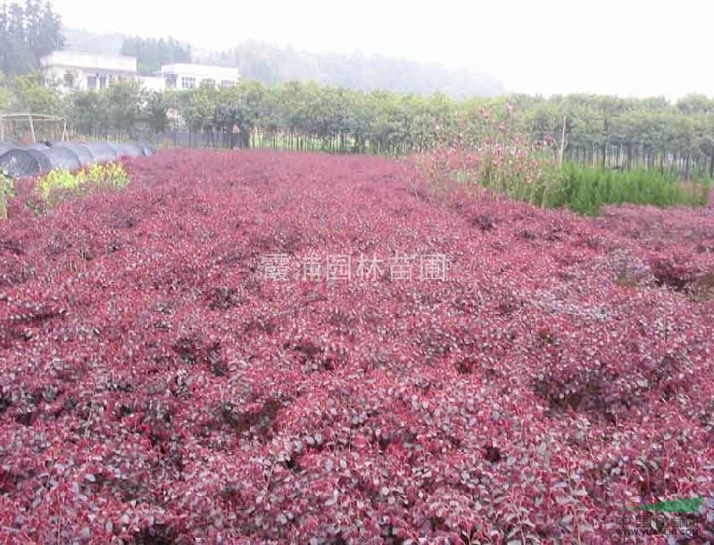 南京哪里單桿紅葉石楠價格最便宜？