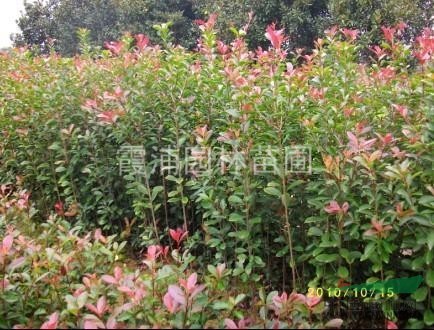 南京哪里獨桿紅葉石楠價格最便宜？