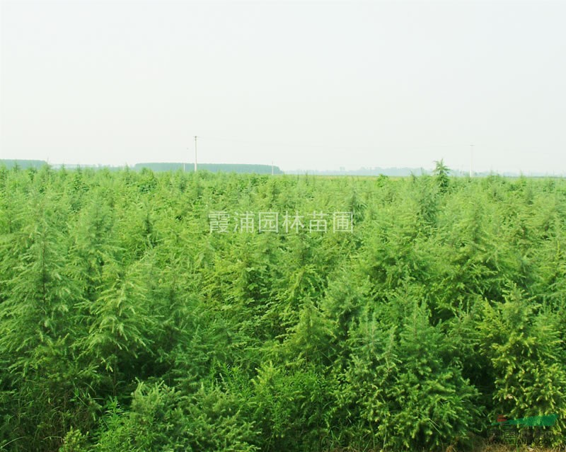 造型優(yōu)美的雪松價格 樹形好的5米雪松價格 優(yōu)質籽播雪松價格