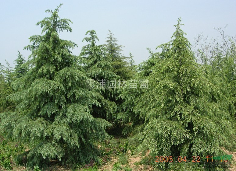 江蘇最好看的雪松價(jià)格 最便宜的雪松價(jià)格 數(shù)量最多的雪松基地