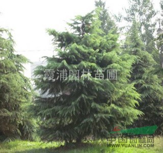 湯泉5米雪松價格最便宜多少錢一棵？哪里雪松小苗價格最便宜