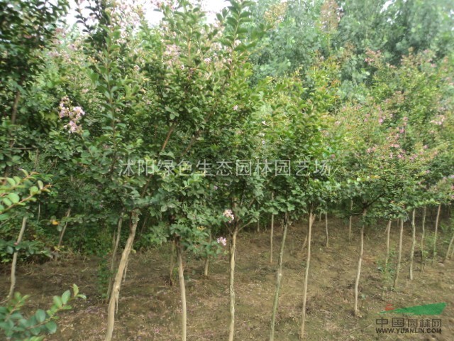 紫薇大戶批發(fā)10萬株紫微.基地紫微價格播報