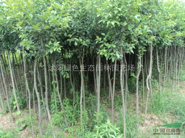基地石榴小苗 柏.大葉女貞.木槿.紫薇.紫葉李.花石榴.碧桃.紅楓