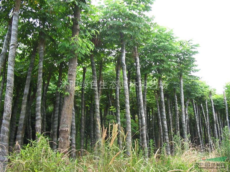 供应 栾树苗 黄山栾树 北京栾树苗 规格齐全