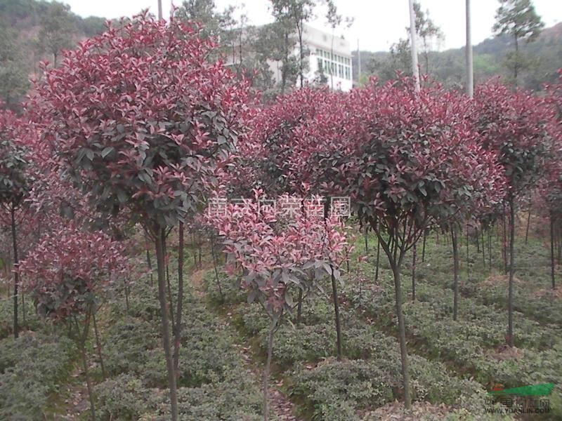 批發(fā)紅葉石楠價(jià)格小苗價(jià)格 高桿紅葉石楠價(jià)格 風(fēng)景紅葉石楠價(jià)格