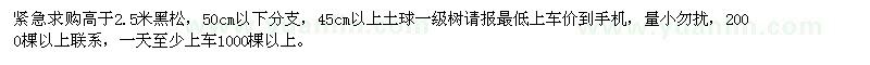 求購高于2.5米黑松