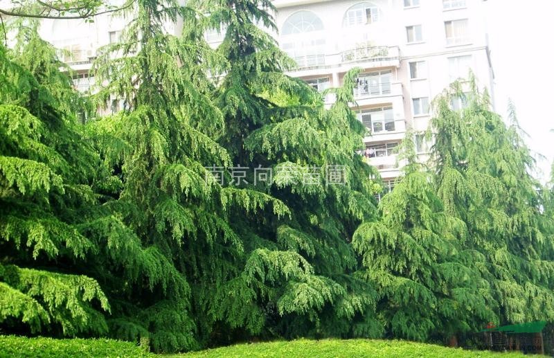 湯泉最近5米雪松樹(shù)多少錢(qián)一棵？樹(shù)形好的5米雪松價(jià)格是多少
