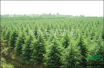 湯泉最近5米雪松樹(shù)多少錢(qián)一棵？樹(shù)形好的5米雪松價(jià)格是多少