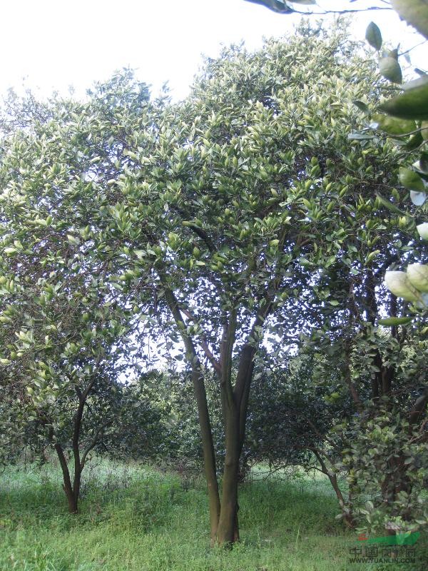 丛生实生胡柚树（2）