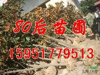 12公分廣玉蘭價格 14公分廣玉蘭價格