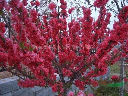 供應(yīng)蕭山苗木、花木價格