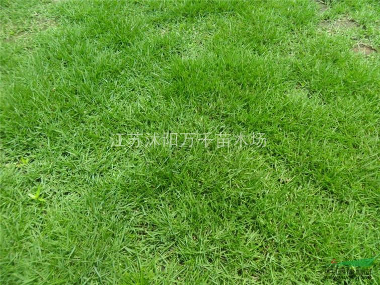 綠化草坪、四季青、馬尼拉、百慕大等各種草坪、檜柏