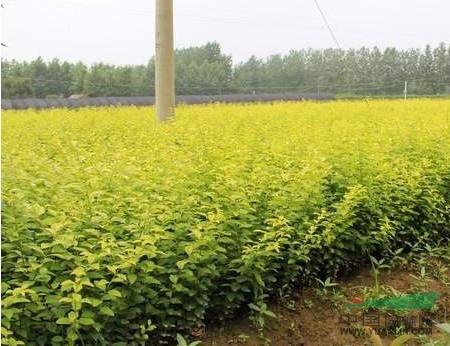 金葉女貞，金葉女貞工程苗，2年生金葉女貞，金葉女貞基地