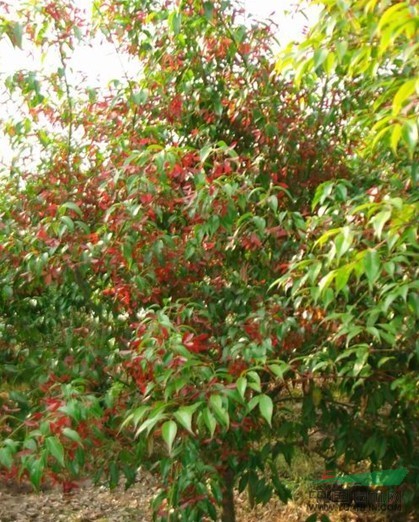 紅翅槭