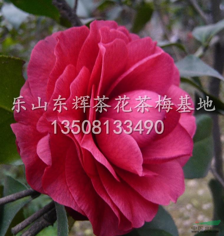 供應茶花20公分-2米紅寶珠