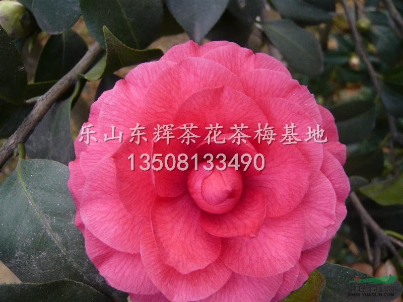 供應(yīng)茶花花仙子價(jià)格從優(yōu)