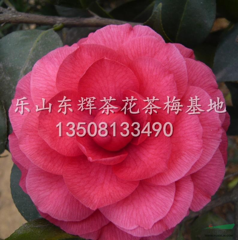 供應(yīng)茶花花仙子價(jià)格從優(yōu)