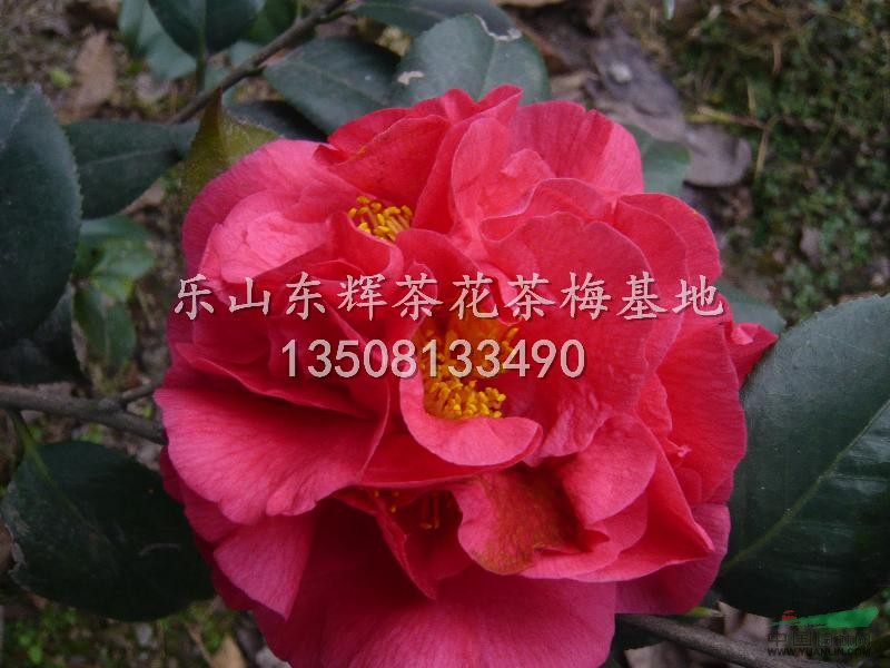 大量供應(yīng)茶花克瑞墨