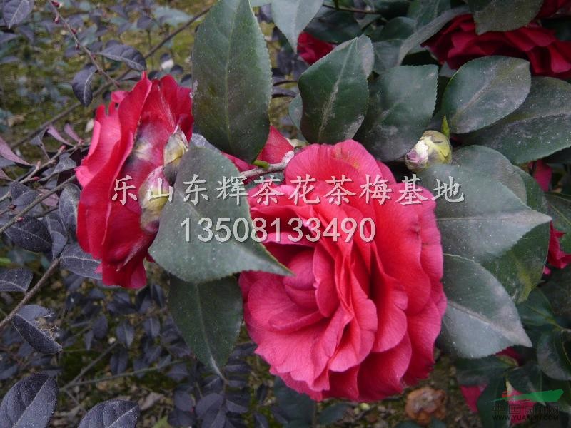 供應(yīng)茶花20公分-2米云南大紅
