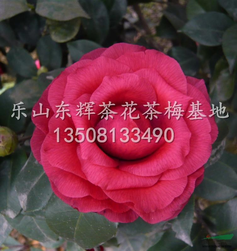 供應(yīng)茶花20公分-2米云南大紅