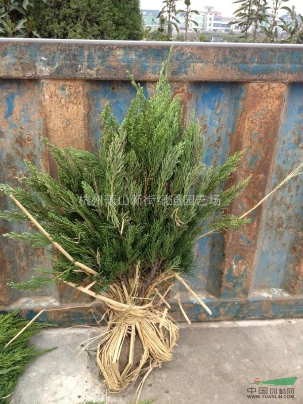 蕭山龍柏球大熱銷（一年生，兩年生）量大，質好！實地看苗