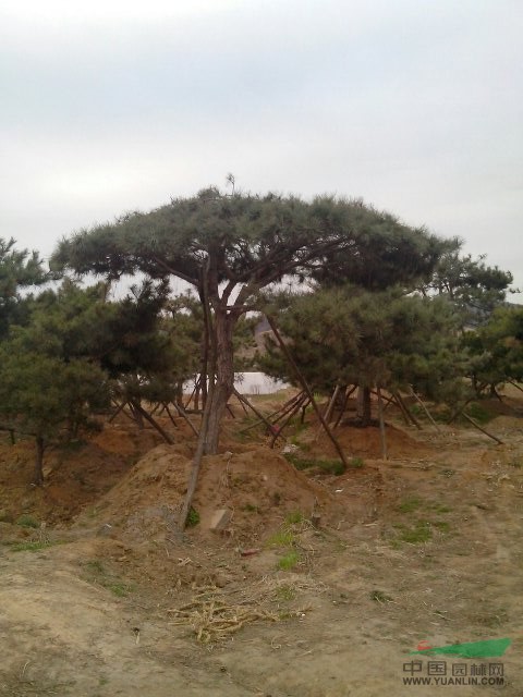 山東行道松供應 出售景觀行道松