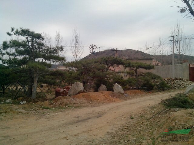 山東行道松供應 出售景觀行道松